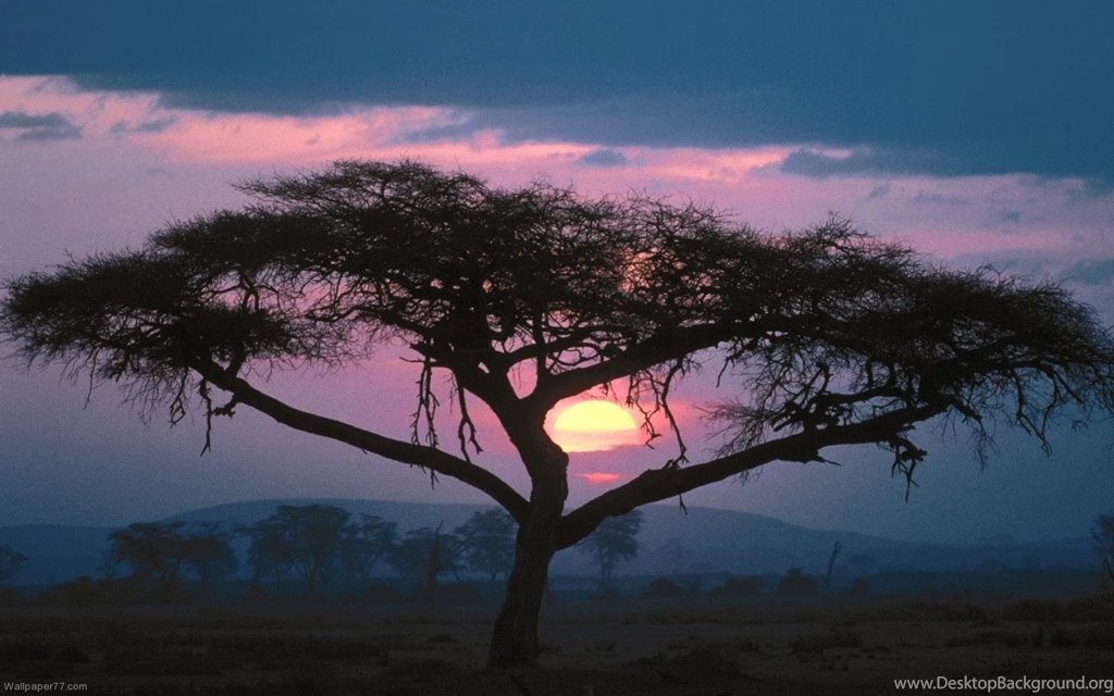 East African Sunset, 1440x900 Pixels : Wallpapers Tagged Landscape.