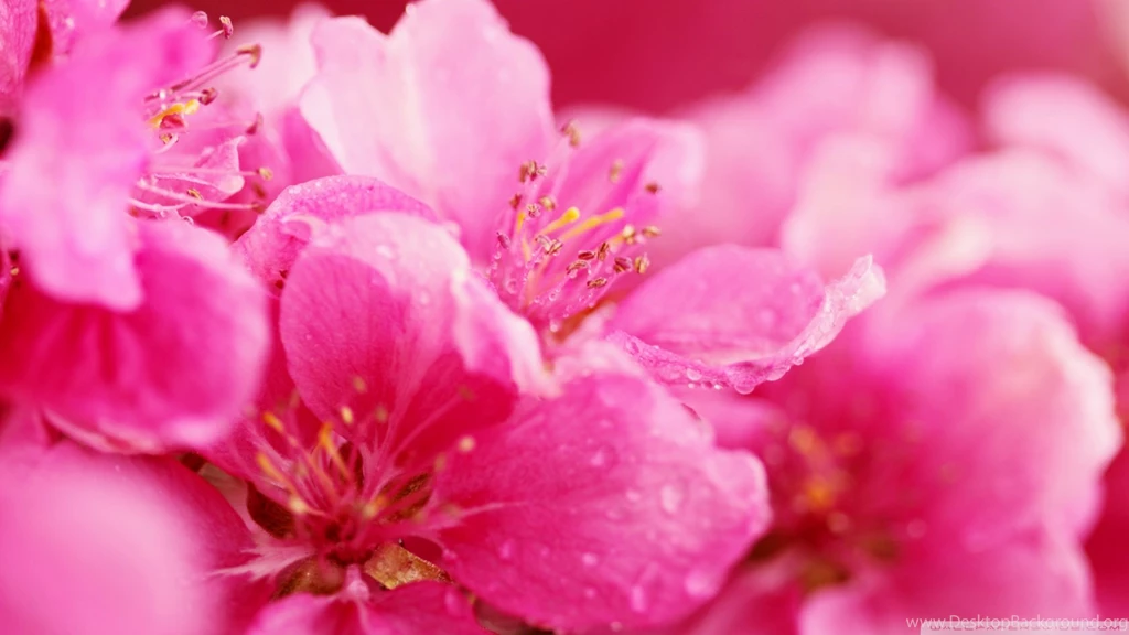 Pink Flowers Wallpapers
