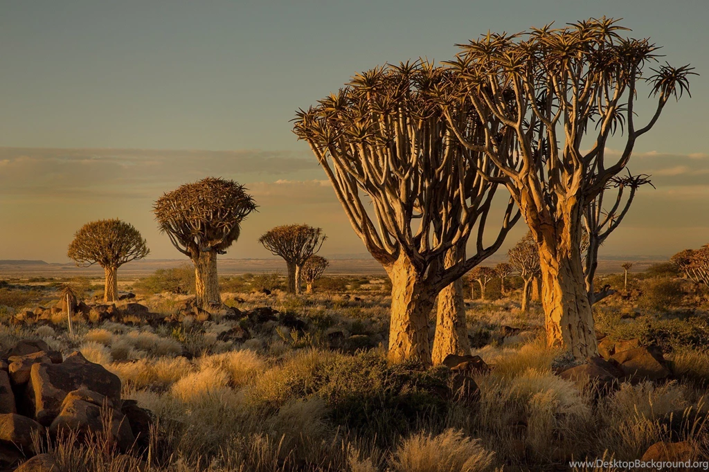 Namibia, Africa, Nature, Landscape, Trees, Savannah, Shrubs ...