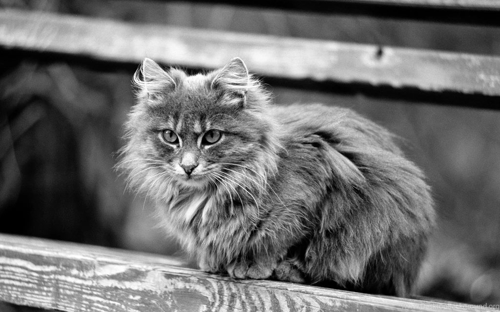 Black And White Cat Wallpapers