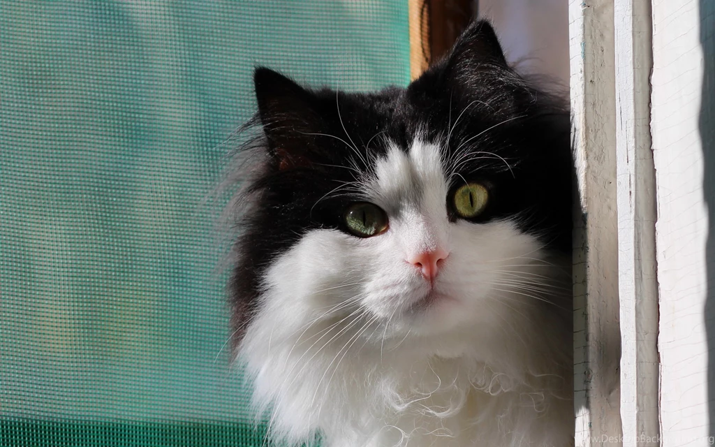 Desktop Hd Black And White Photos Of Cats