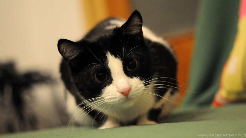Black And White Cat Wallpapers WallpapersDB
