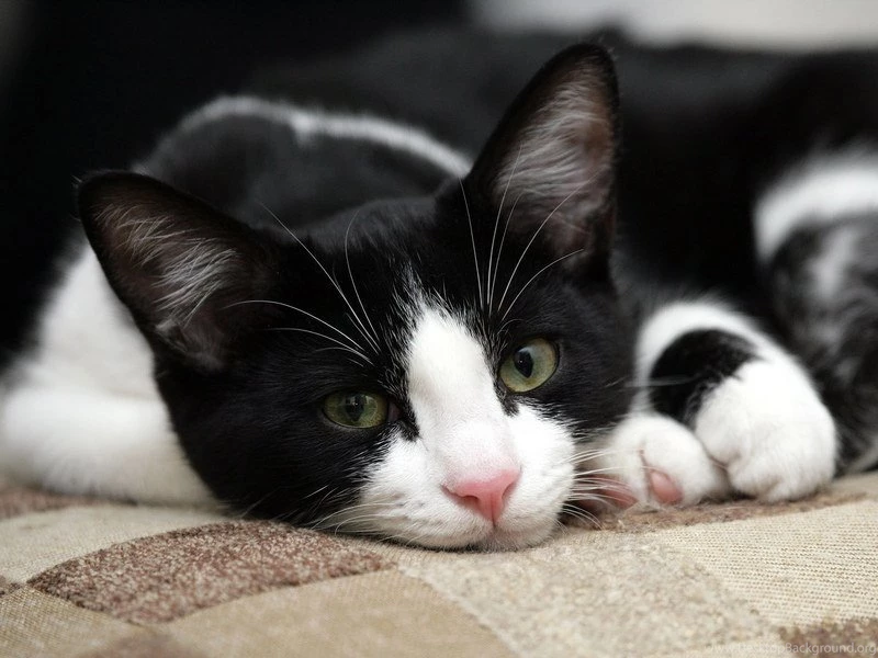 Black And White Cat Images Widescreen HD Wallpapers