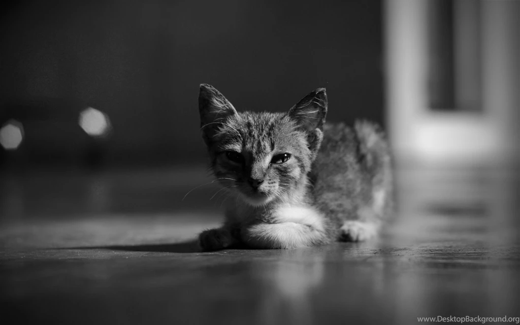 Cat Black & White : Desktop And Mobile Wallpapers : Wallippo