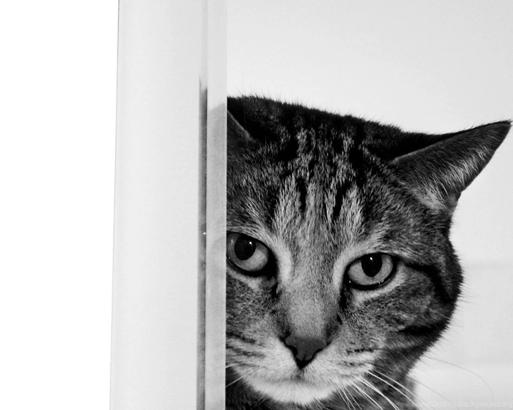 Free Black And White Cat Wallpapers, Free Black And White Cat HD ...