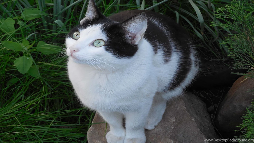 Black and White Cat Wallpaper.jpg