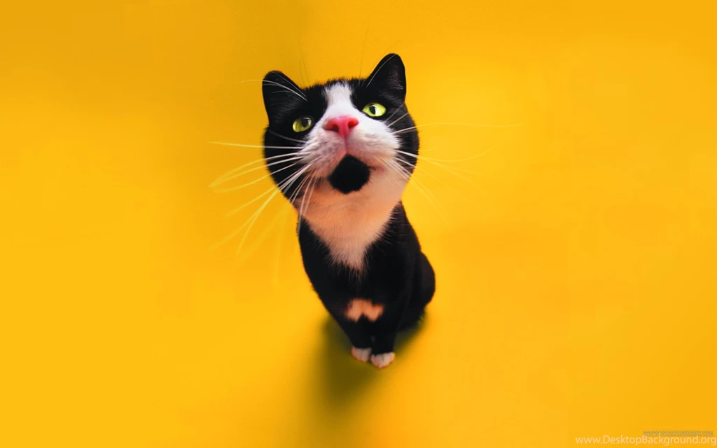 2560x1600 Cute Black And White Cat Desktop PC And Mac Wallpapers