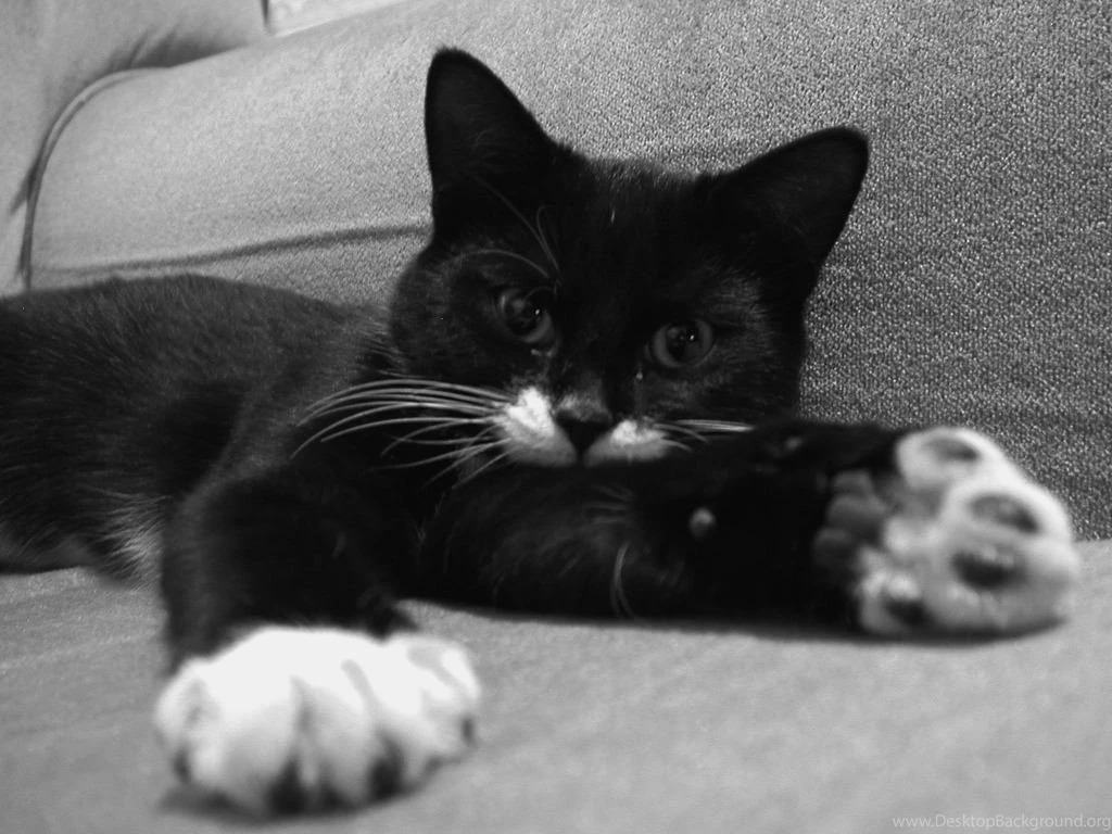 Black And White Cat Images Widescreen HD Wallpapers