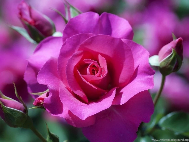 Pink Rose Wallpapers For Desktop Free Desktop Backgrounds And ...
