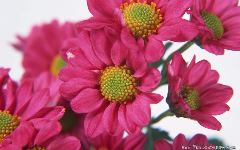 Download Flower Wallpapers Wallpapers Zone