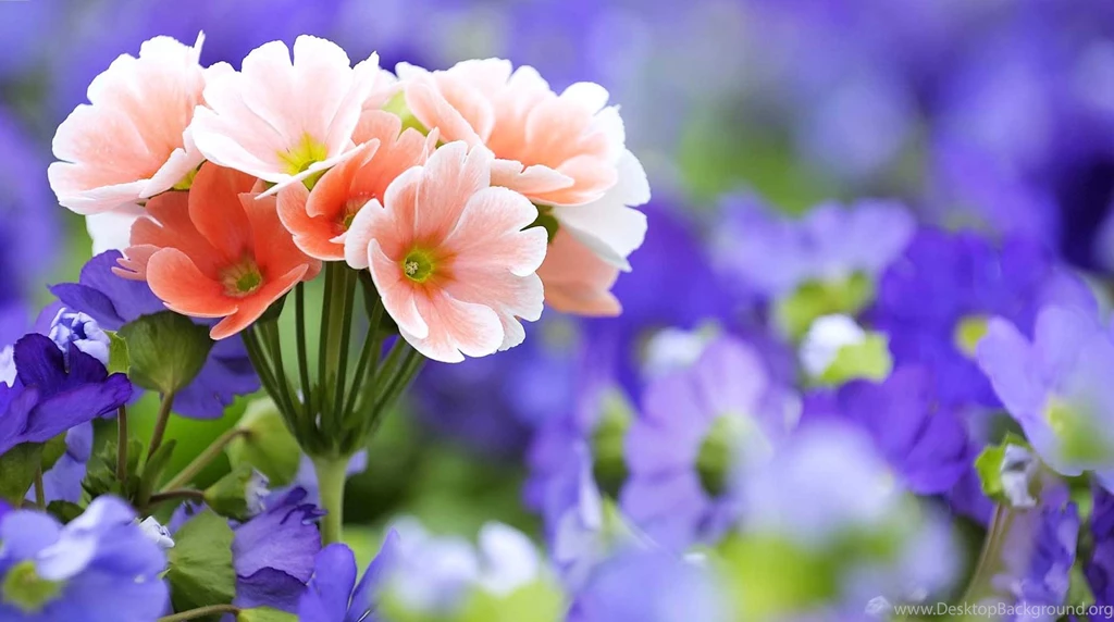 Free Flower Images Download HD Wallpapers Pretty