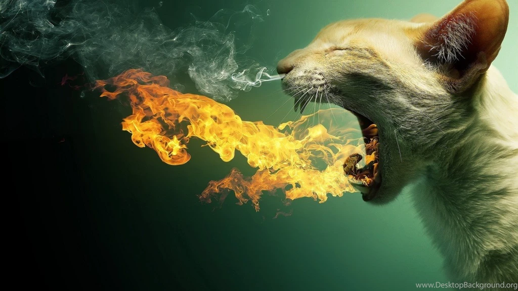 Fire Breathing Cat Hd Wallpapers
