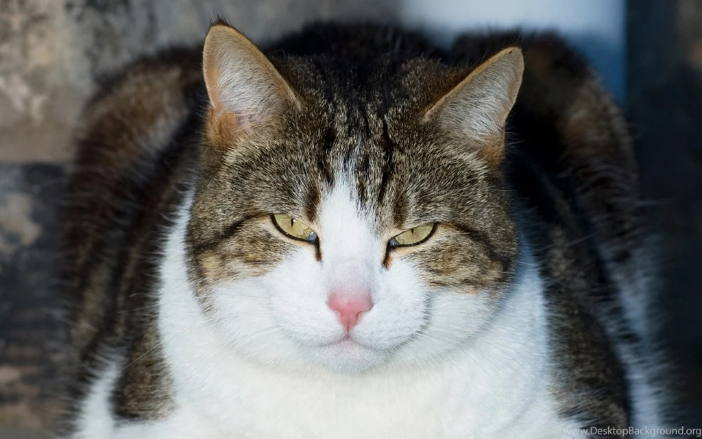 Cat's Hypnosis Wallpapers And Images   Wallpapers, Pictures, Photos