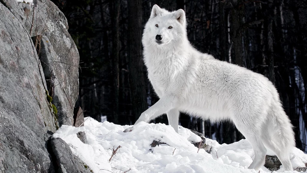 Wolf HD Wallpapers Live