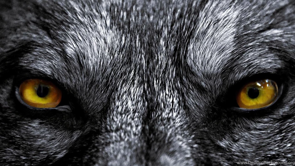 Wolf Eyes Live Wallpapers Android Apps On Google Play