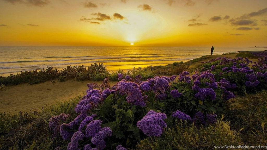 The Pacific Ocean California Sunset Wallpapers HD Download