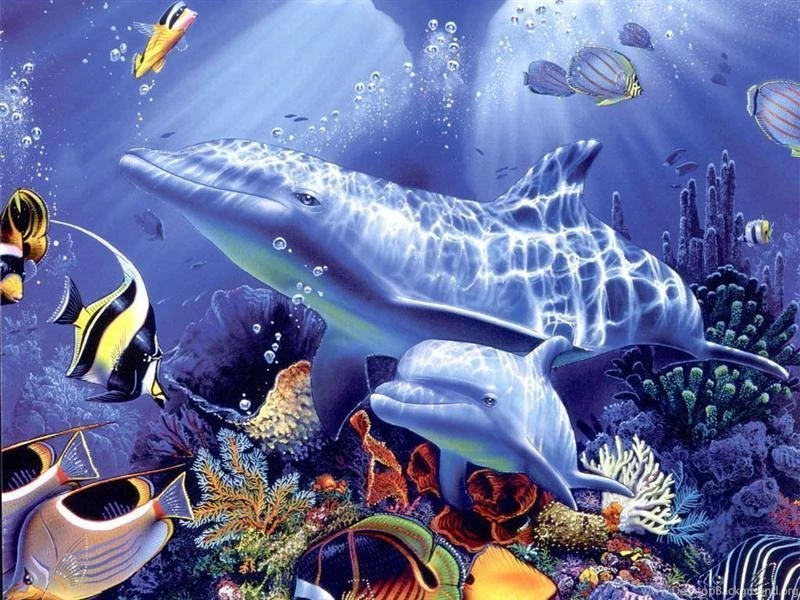 Dolphin Wallpapers