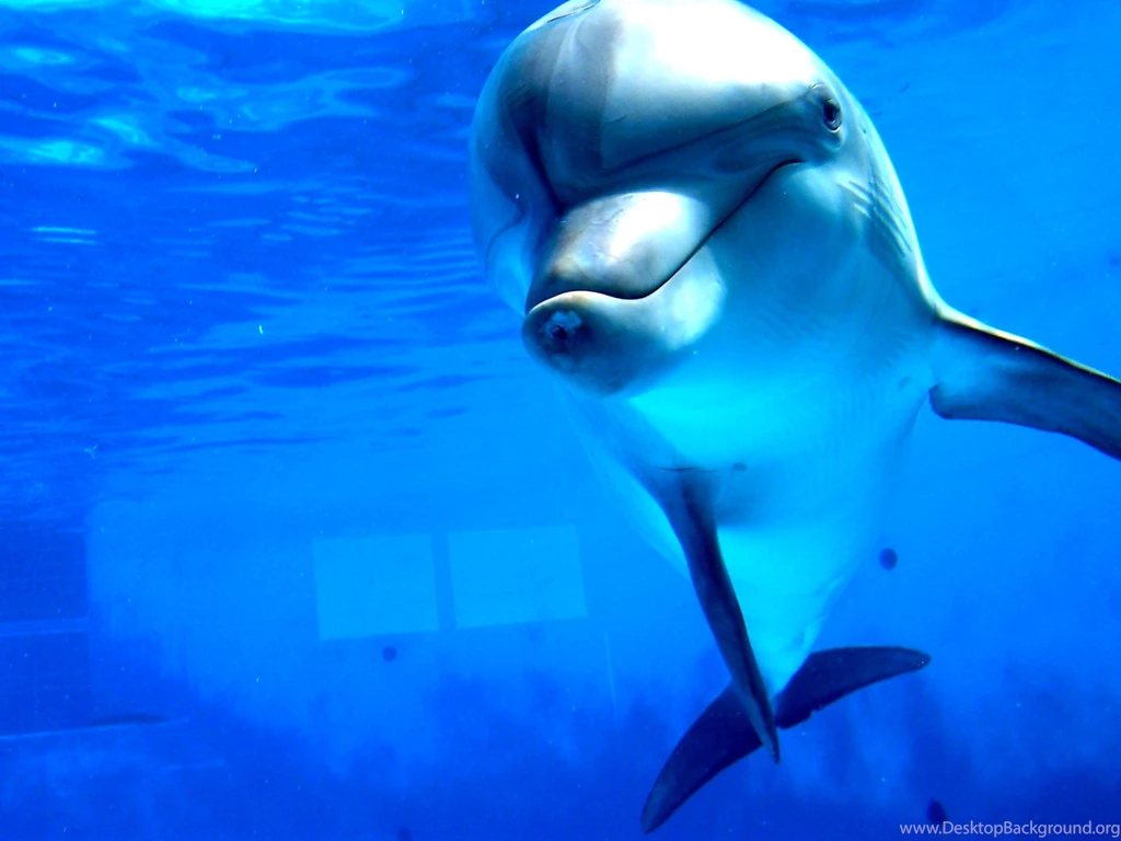 Free Dolphins Wallpapers HD Wallpapers