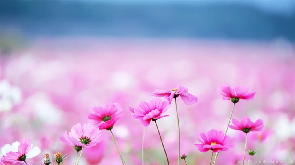 Amazing Flower Field Flowers Photography Desktop Wallpapers ...