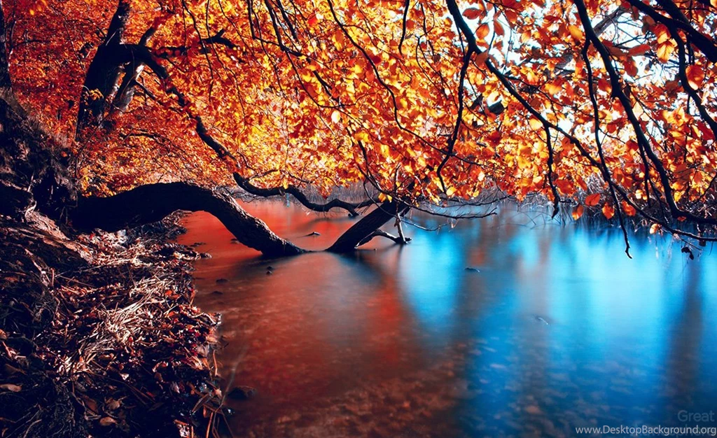 Great atmosphere amazing nature photography the slope and fell a tree with yellowing leaves photography wallpaper 214 1.jpg