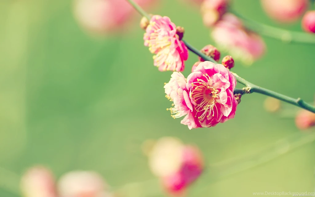 HD Elegant Flower Photography : Dreamy Sweet Wildflowers ...