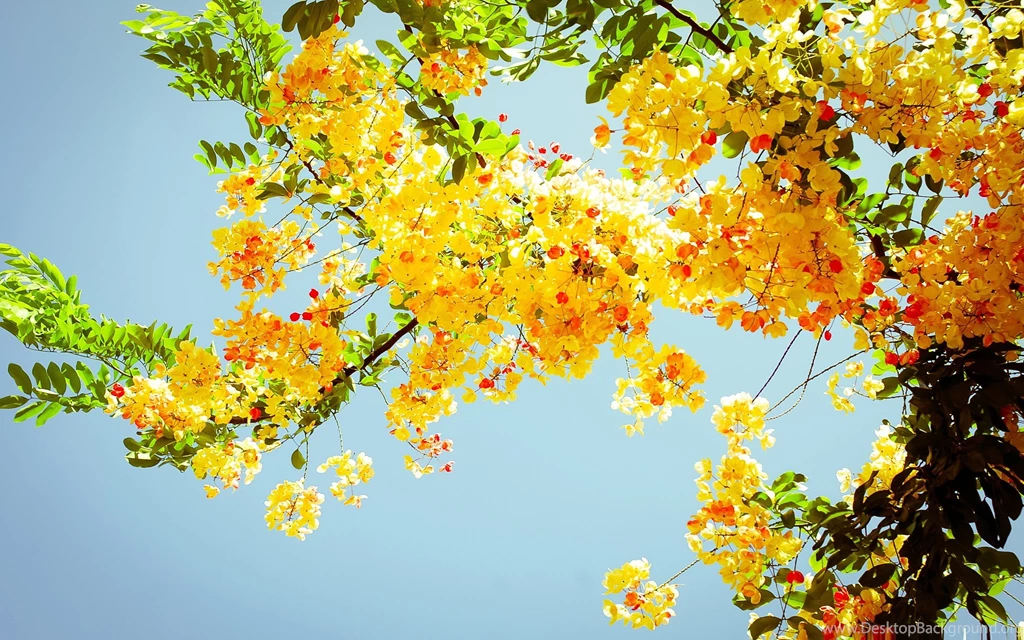Beautiful Yellow Flowers Amazing Flowers Photography Photo ...
