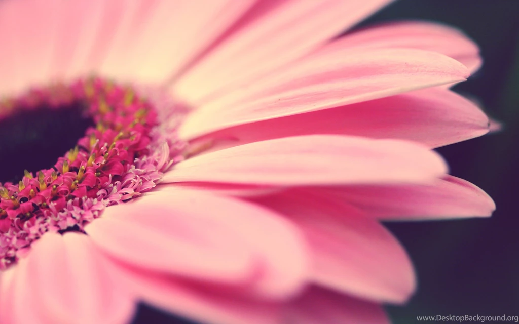 Gerbera Macro Amazing Flowers Photography Wallpapers 2560x1600 ...