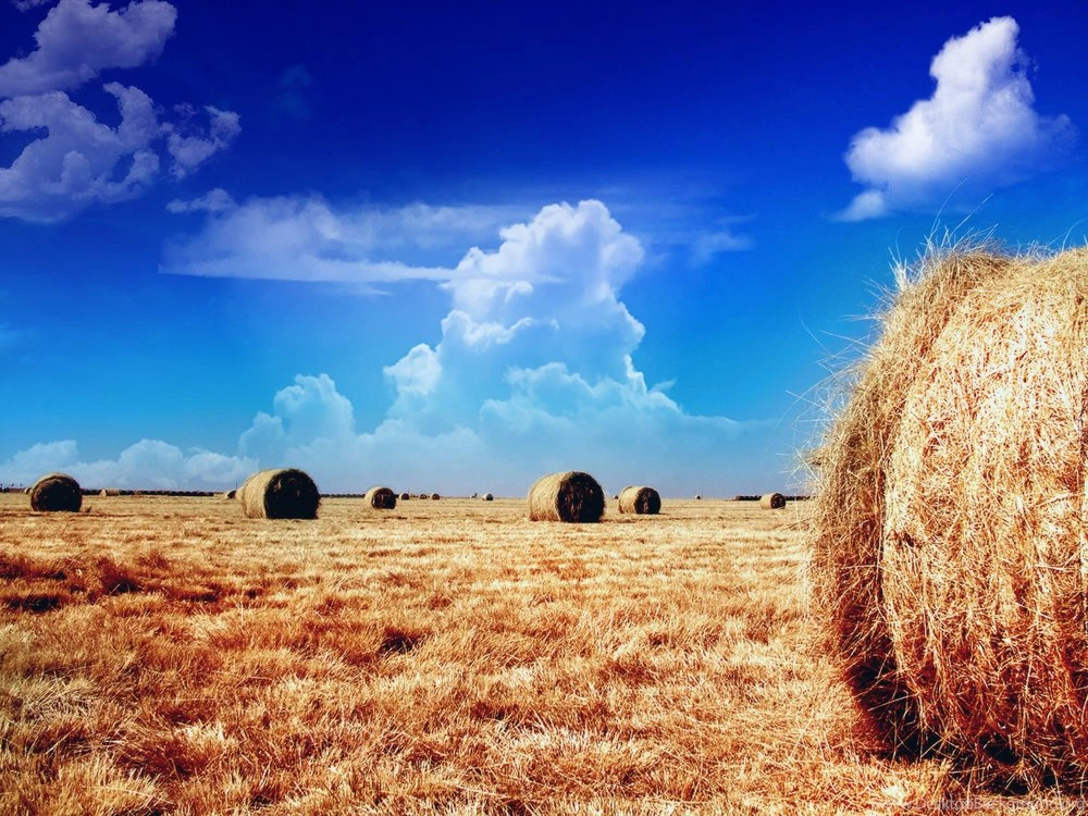 Wallpapers Longhorn Hay rolls (fixed) By Mohsin Naqi Customize.org