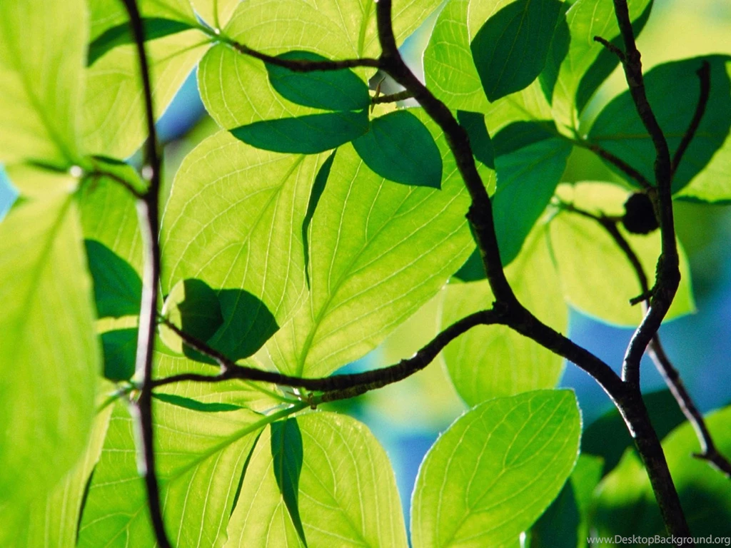 Leaves Longhorn Windows Wallpapers