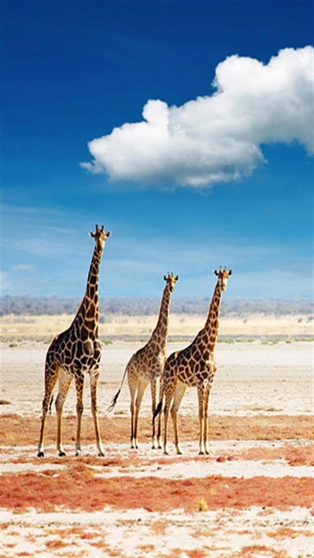 Giraffes Animal iPhone Wallpapers, iPhone 5(s)/4(s)/3G Wallpapers