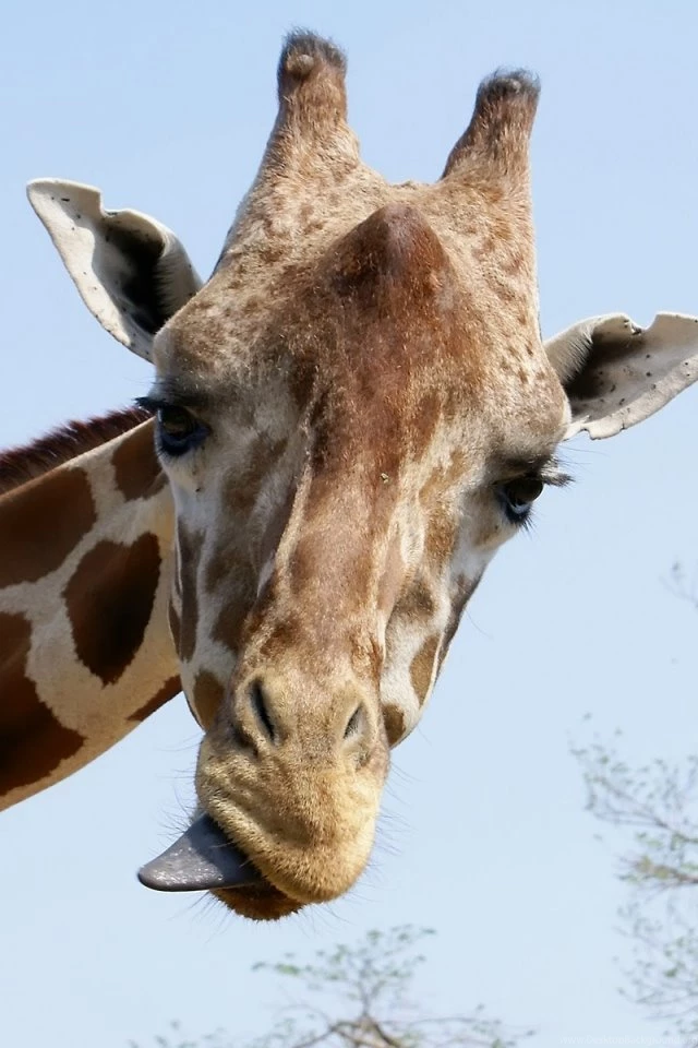Download Wallpapers 640x960 Giraffe, Face, Funny, Tongue iPhone 4S ...