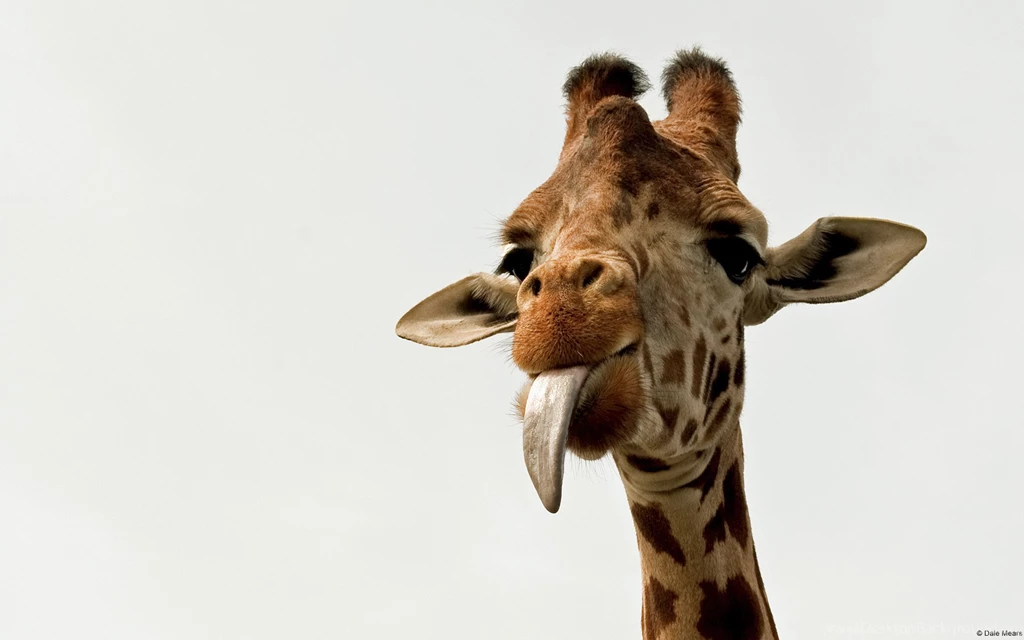 157 Giraffe HD Wallpapers