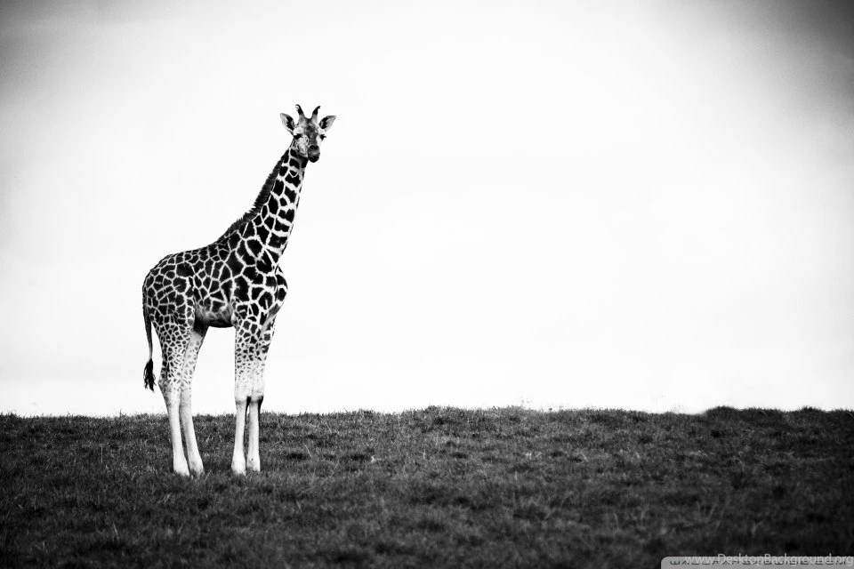Giraffe HD Desktop Wallpapers : Widescreen : High Definition ...