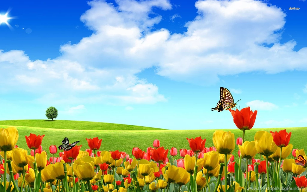 Spring Flowers And Butterflies Wallpapers