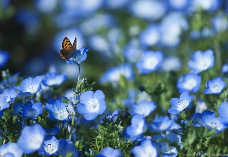 Wallpapers Flowers And Butterflies