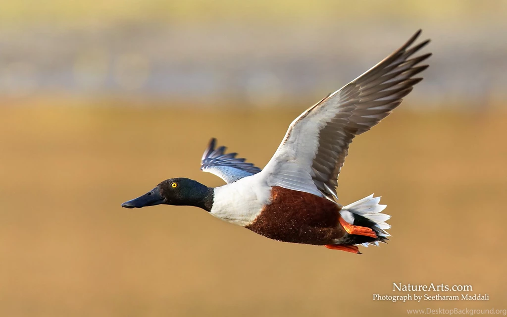 6th Page Of Desktop, Wildlife Wallpapers / Nature Wallpapers