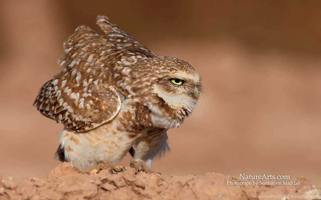 1st Page Of Desktop, Wildlife Wallpapers / Nature Wallpapers