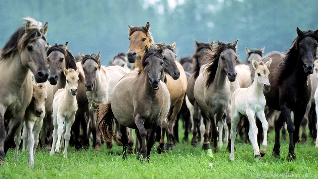 Wild Horses Desktop Wallpapers