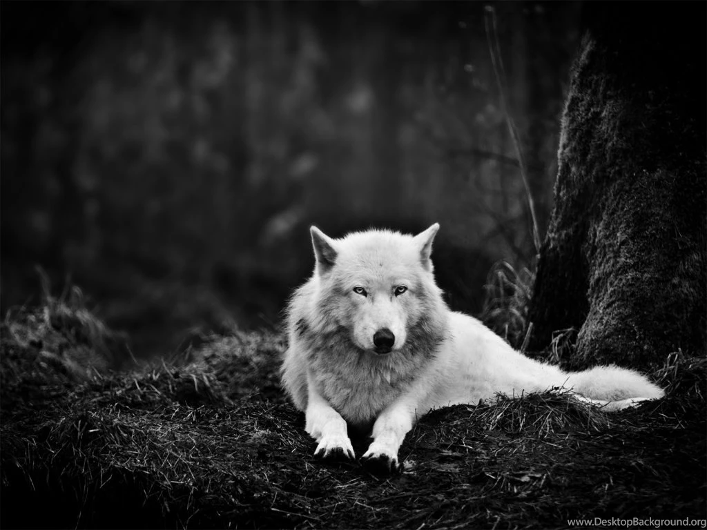 1024x768 White Wolf In The Wild Desktop PC And Mac Wallpapers