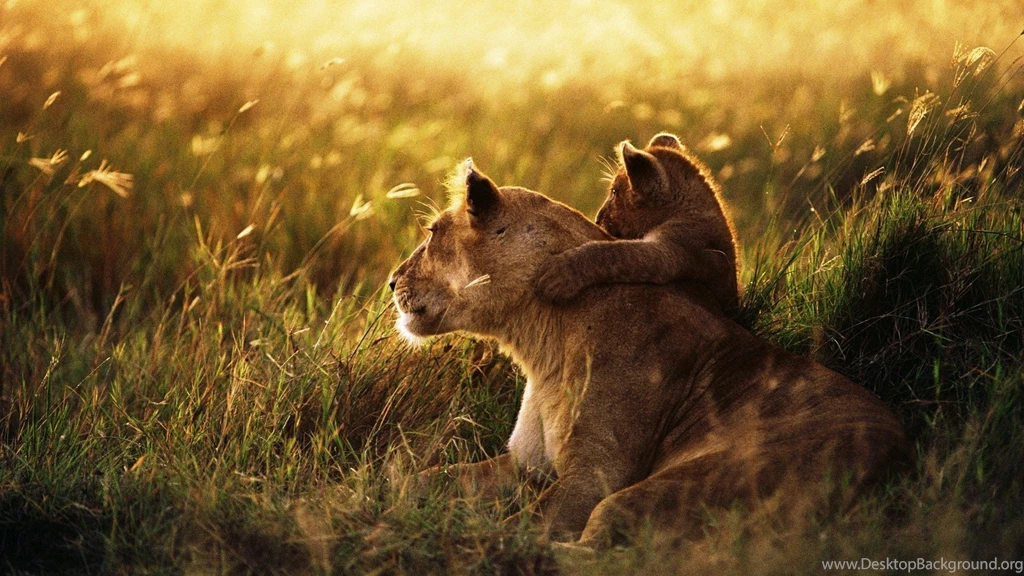 Awesome Lion Baby Wallpapers 6073 Wallpapers Wallvancom