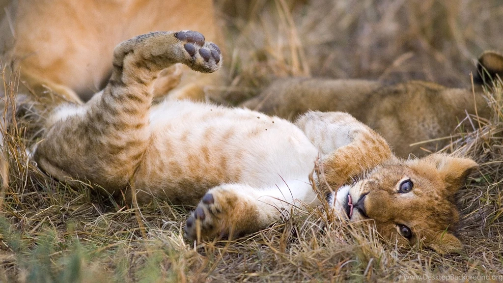 Baby Lion Wallpapers