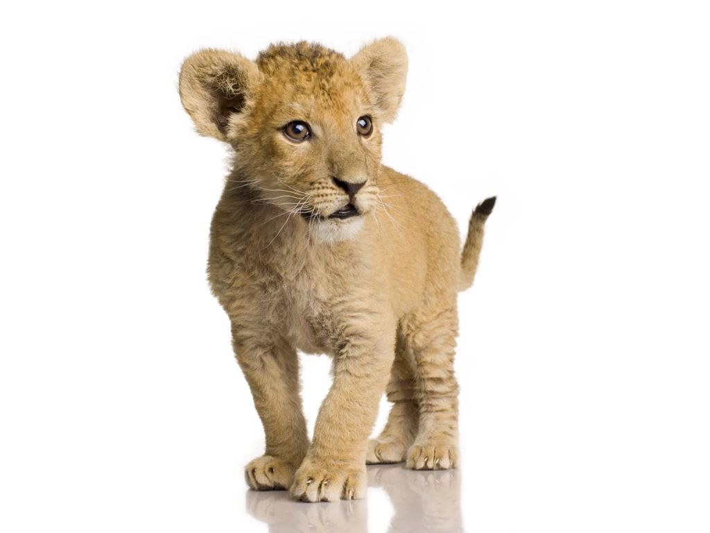 Pictures Of Baby Lions Wallpapers HD With HD Wallpapers   Kemecer.com