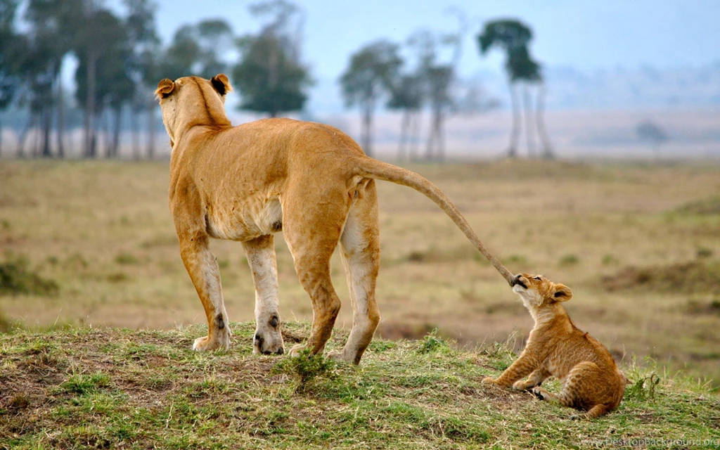 Lion Lions Predator Carnivore Cat Cats Baby Cub Kitten C Wallpapers ...