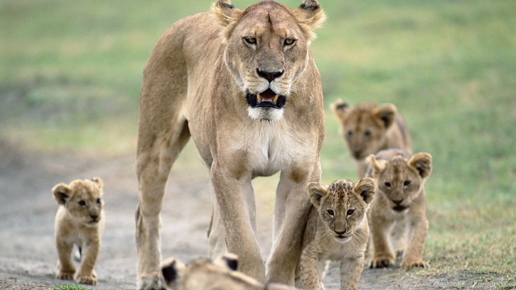 Lion Mobile Wallpapers
