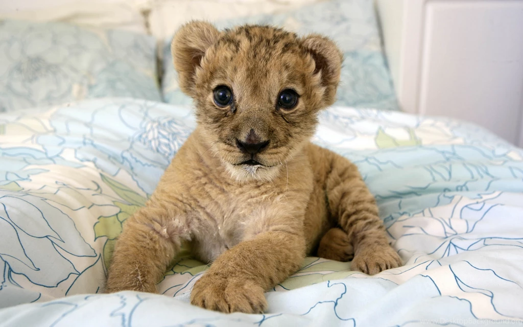 Download Wallpapers 3840x2400 Lion, Cub, Lie, Baby Ultra HD 4K HD ...