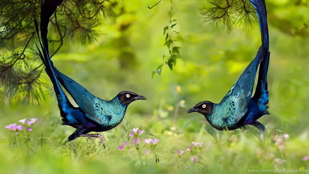 Long tailed Glossy Starlings   Bing™ Wallpapers Gallery