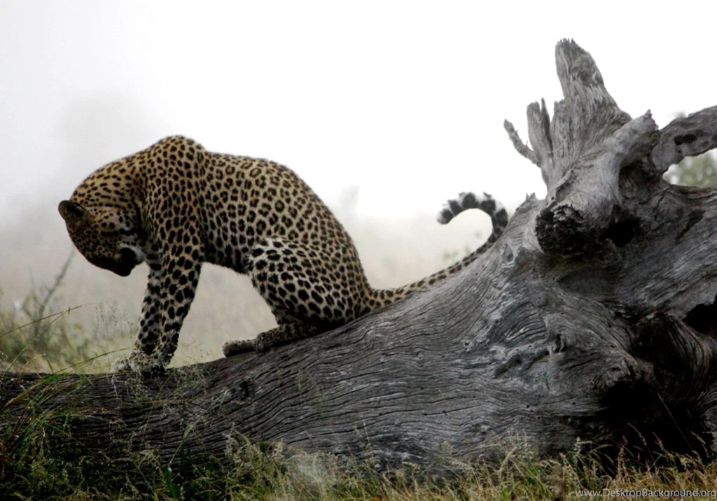 Leopard Sadness Hd Animals Wallpapers