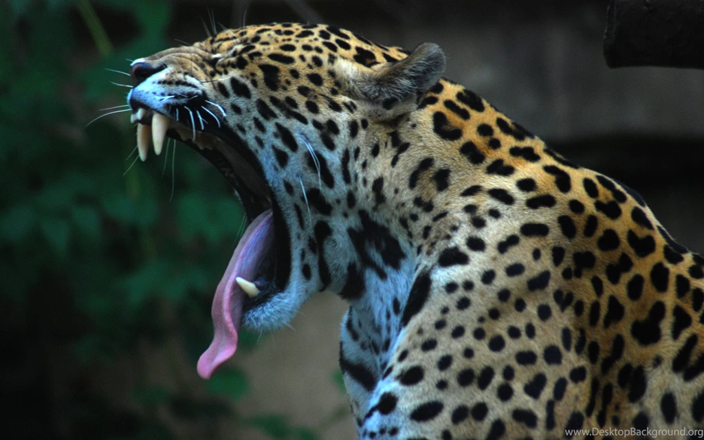 Animals Yawn Jaguars Wallpapers