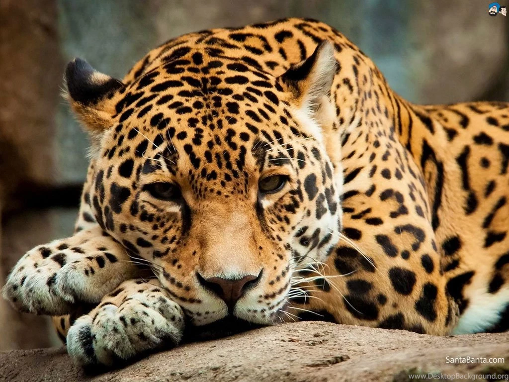 Jaguars Wallpapers