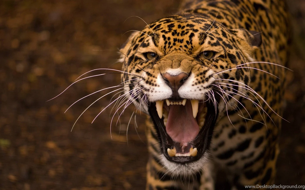Animals, Teeth, Jaguar, Jaguars Wallpapers HD / Desktop And Mobile ...